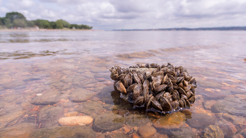 In transparent lake water, zebra mussels cling to a large rock, covering its surface completely.