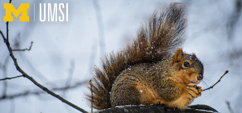 A U-M squirrel in the snow