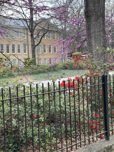 University of South Carolina building with blooming trees, flowers and bushes, and an iron fence.