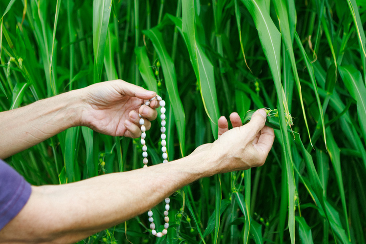Ron Eglash holds a bead necklace in front of the job's tears plant. 
