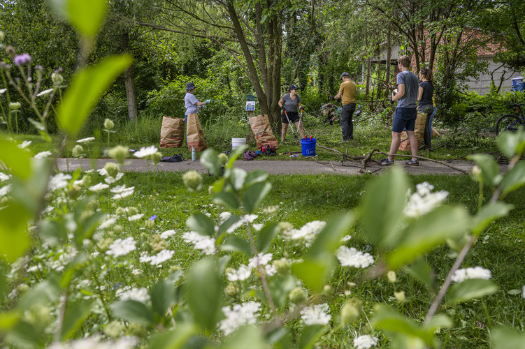 A photo with blossoming white flowers in the foreground and students, faculty, and staff engaged in rain garden cleanup with paper bags in the background