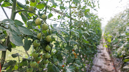 Small green tomatos growing in rows inside a greenhouse at the U-M Campus Farm