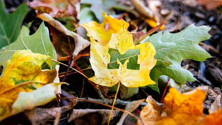 A bright yellow leaf with the Block M cut out of it lays on the ground surrounded by other fall leaves.