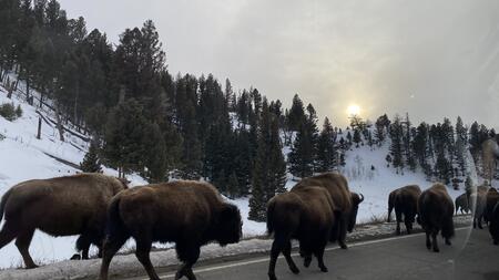 A herd of bison walk a road, with the sun casting a glow over a snowy tree line ahead of them