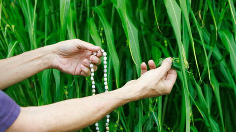 Ron Eglash holds a bead necklace in front of the job's tears plant. 